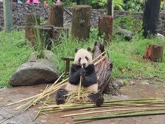 -都江堰中华大熊猫苑