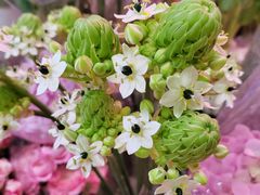 -花鸟鱼虫鲜花绿植市场(玉泉路店)