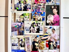 -青奢宠物·青奢猫舍