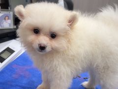 -佑安动物医院·全科·内窥镜中心(幸福巷店)