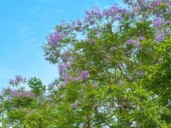 -白鹭湾湿地公园