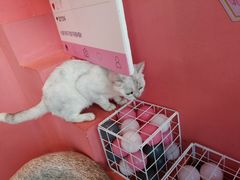 -藏猫猫咖啡主题馆(中央大道店)