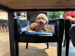 -百好乐宠物友好餐厅(朝外大街店)