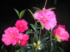 -深圳国际园林花卉博览园