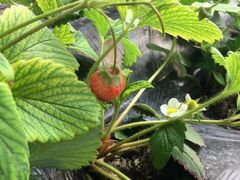 -万源龙顺度假庄园生态观光园