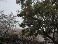 -武汉大学-樱园