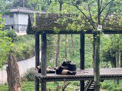 -中国大熊猫保护研究中心雅安碧峰峡基地