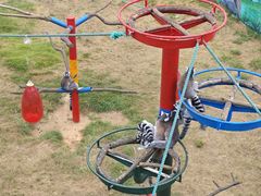 -西霞口神雕山野生动物世界