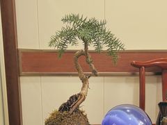 -上海精菜馆(虎踞关店)