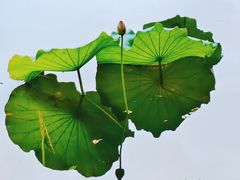 -荔湾湖公园