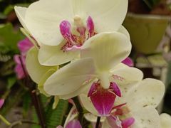 -石家庄市植物园