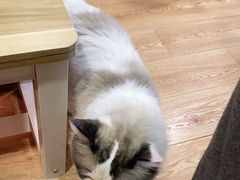 -白兔子密室(长寿路店)