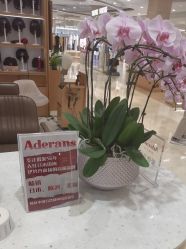 -爱德兰丝Aderans