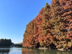 -上海海湾国家森林公园