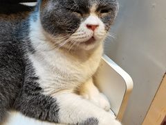 -猫小院猫主题餐厅(南锣旗舰店)