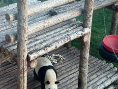 -大连森林动物园