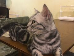 -猫色咖啡·猫咖