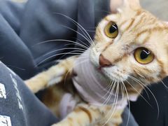 -乐派堂宠物医院·猫友好· 心脏科(东街店)