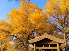 -金塔沙漠胡杨林景区