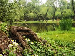 -上海共青森林公园