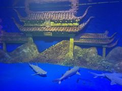 -秦皇岛新澳海底世界