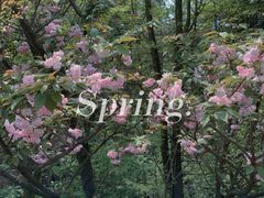 -铁山坪森林公园