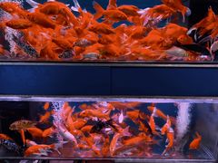 -桂林市花鸟市场