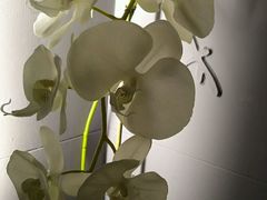 -Dragonfly悠庭·按摩Spa(静安嘉里中心店)