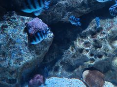 -海合安成都极地海洋公园