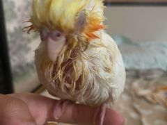 -瑞派·关忠动物医院·异宠专科·犬猫肿瘤·皮肤专科(望京店)