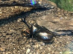 -上海大自然野生昆虫馆