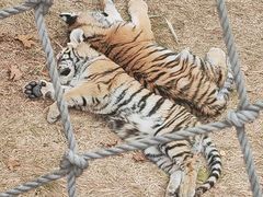 -西霞口神雕山野生动物世界