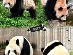 -卧龙中华大熊猫苑神树坪基地