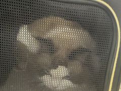 -北京观赏动物医院·24小时大型综合·猫专科·异宠专科
