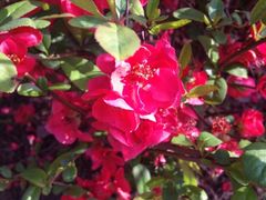 iphone_upload_pic-白塘生态植物园