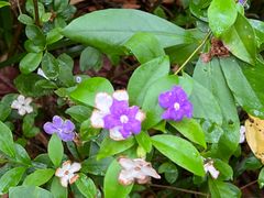 -深圳国际园林花卉博览园