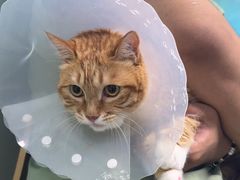 -达爱动物医院·犬猫分区·CT·复杂眼科(远洋山水分院)