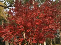 -昆山城市生态森林公园