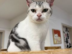 -有喵·猫咖·狗咖·30几只猫10只小狗(岗厦店)