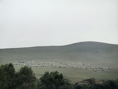-额尔古纳黑山头绿野马帮骑马场