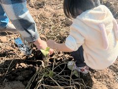 -前小桔亲子创意农场·草莓采摘·露营烧烤