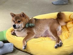 -逗柴咖啡屋·狗咖猫咖宠物桌游