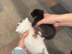-瑞派名望24h动物医院异宠专科·猫专科·骨科·重症监护分院