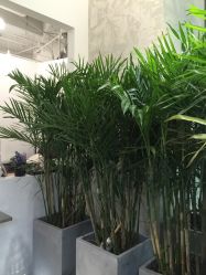 点击看大图 -姜美堂·蒸姜除湿の纤体美颜馆