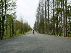 -上海长兴岛郊野公园