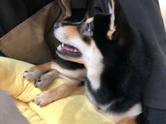 -逗柴咖啡屋·狗咖猫咖宠物桌游