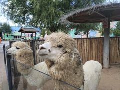 -鄂尔多斯野生动物园