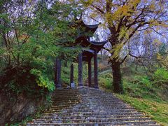 -千年银杏谷文化旅游区