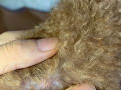 -四月宠物医院·猫专科·心脏专科·内科(转塘店)