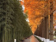 -黄海国家森林公园